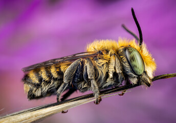 Male of Megachile sp. sleeping attached to a branch