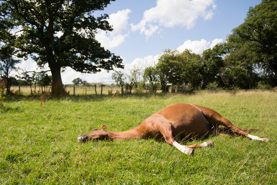 Chestnut horse lying flat out in field on sunny summers day , relaxing but appearing dead at first glance.