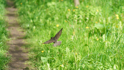 Photography of a Starling over the ground in spring sunny day. Theme of the life of wild animals. Back / rear view