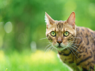 Photography of the Bengal cat in the city park. He walking outdoors. Animals theme. Close up image