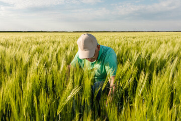 Portrait of smiling senior farmer standing in in wheat field.
