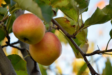 Autumn harvest. Two ripe juicy apple hanging on branch. Blurred background. Close-up. Selective focus. Copy space.