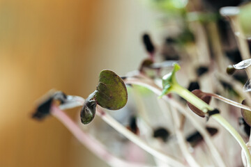 Close-up of young green sprouts of micro greens