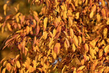 Bright yellow texture of autumn leaves on the surface of the bush