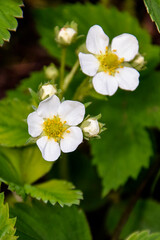 Obraz na płótnie Canvas White strawberry flowers among green leaves. Close up on soil background. Selective focus on front flower.