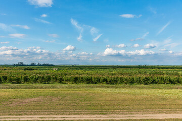 Obraz premium Orchard with apricots. Apricot tree farm in Serbia