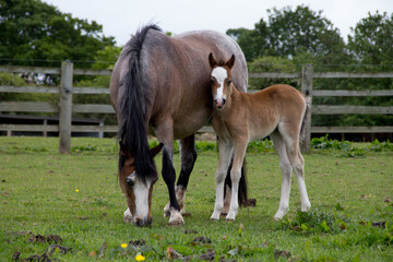 Obraz na płótnie Canvas Young foal stands by his mother as she grazes in paddock in rural Shropshire 
