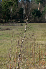Naturschutzgebiet Wald, Sandd&uuml;nen in Baden-Baden Sandweier