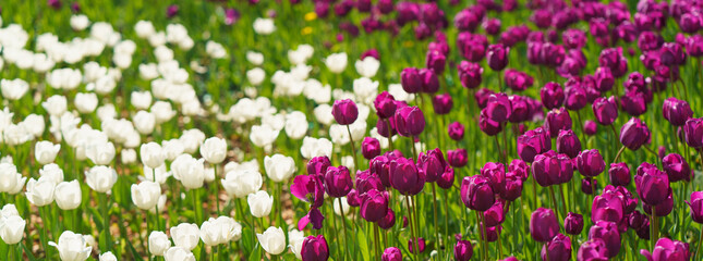 Beautiful spring tulips in the city public park. Concepts of the beauty of nature. Suitable for posters, greetings cards, banners, postcards, templates. Coronavirus pandemic. Flowers theme