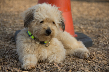 Pretty little bichon  friche dog lies outdoors enjoying the fresh air.