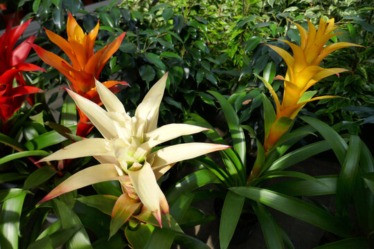 Guzmania, bromelie