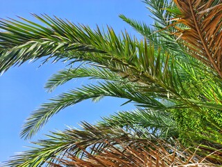 Fototapeta na wymiar leafs of palm tree in sahara desert of Algeria