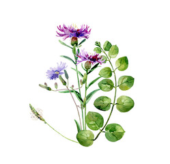 Watercolor composition of wild flowers