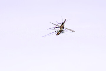 dead fly,