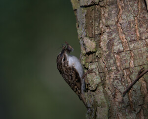 Eurasian treecreeper , Certhia familiaris