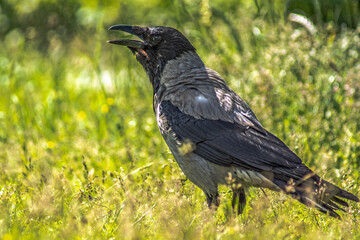 wrona siwa © Henryk Olszewski