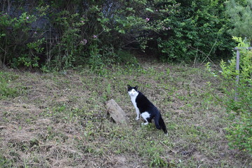 산책하다가 만난 고양이 