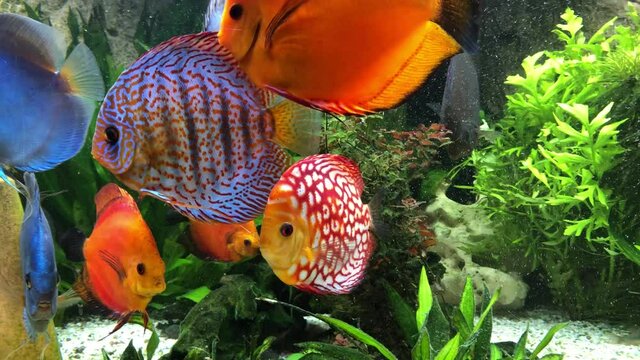 Diskusfische im Amazonas Becken