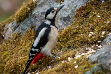female great spotted woodpecker seat on a moss-covered stone
