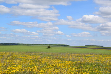 The clouds.Fields.Dandelions.Spring