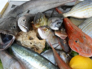 Wooden boat, turned into a refrigerator, full of fresh fish in Sorrento, Italy.
