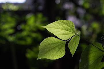 close up of a tender leaf back glowing in morning sun