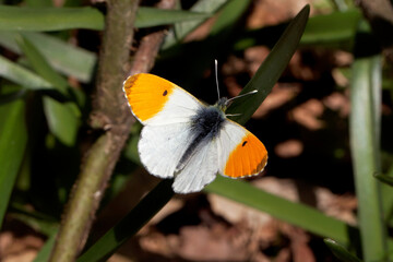 An Orange-tip basking in the sunshine.