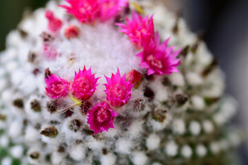 cactus in a pot