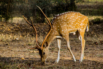 A deer grazing on grass