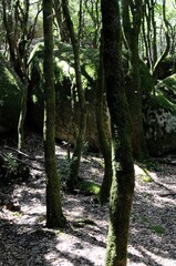 vieille forêt aux troncs tordu et couvert de mousse servant de lieu de réunion aux ancien druides celtes