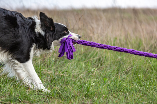 A border collie plays a tug of purple toy rope while standing in the grass in a clearing in the afternoon. Horizontal orientation.