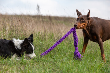 A black and white border collie and brown doberman dobermann two dogs play tug-of-war of purple in...