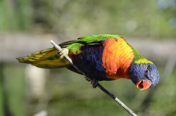 Colored loris bird