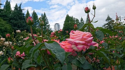 pink tulips in the garden