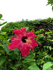 red hibiscus flower