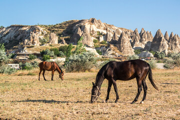 Horses in Cappadocia, Turkey