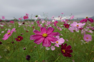 pink cosmos flowers