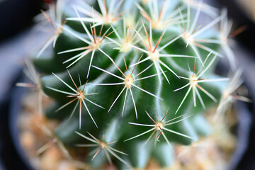 cactus macro.