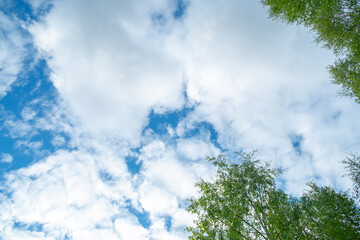 blue sky with white clouds. Treetops against the sky