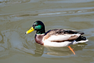 A large fat duck with a green head and a yellow beak, with brown-white feathers, swims in a reservoir under the spring sun.