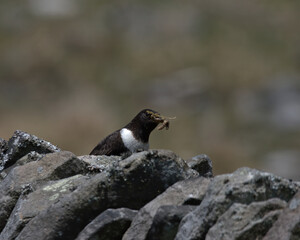 Ring ouzel ,Turdus torquatus, on a dry stone wall
