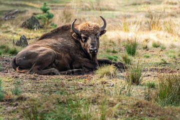 An adult brown bison lies on the ground in a habitat under the rays of the sun on an autumn day.