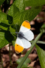 An Orange-tip Butterfly basking on green leaves.