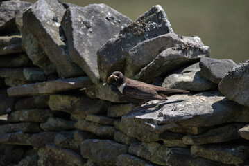 Ring ouzel ,Turdus torquatus, on a dry stone wall