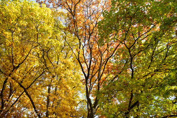 Yellow, orange and green foliage on the branches of different trees standing close to each other, at one time of the year under the sun on an autumn day. Background.