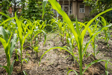 Green maize corn stalks in a home garden