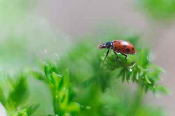 ladybird on a green leaf