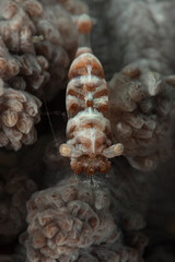 Humpback Soft Coral Shrimp (Hippolyte dossena). Underwater macro photography from Romblon, Philippines