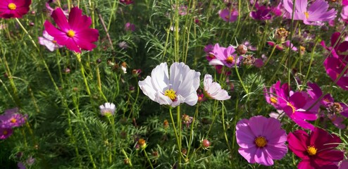 pink and white spring flowers