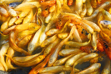 먹이를 차지하기 위해서 호수의 수면으로 몰려드는 비단잉어들